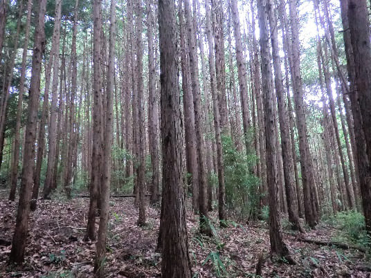 Forester’sLiving (4)