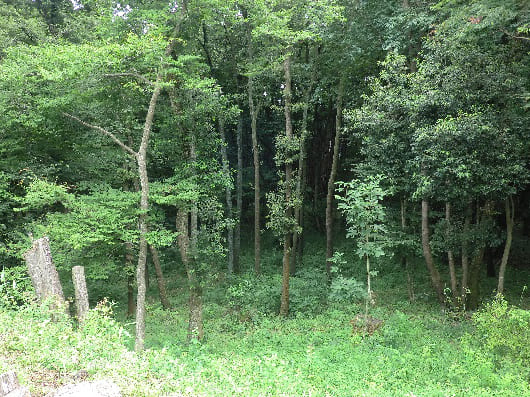 Forester’sLiving (5)